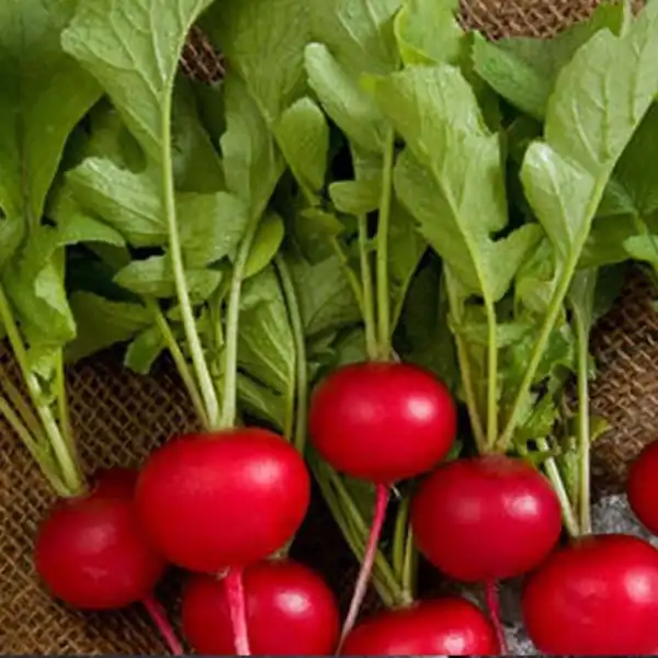 عوارض تربچه خیراندیش در طب سنتی برای مردان و زنان