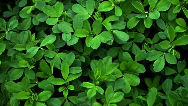 عوارض یونجه خیراندیش در طب سنتی برای مردان و زنان