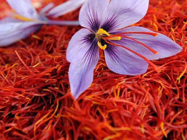 عوارض زعفران خیراندیش در طب سنتی برای مردان و زنان