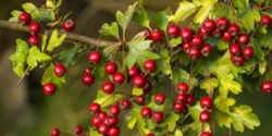 عوارض زالزالک خیراندیش در طب سنتی برای مردان و زنان