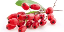 عوارض زرشک خیراندیش در طب سنتی برای مردان و زنان