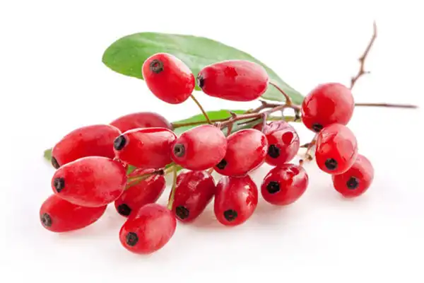 عوارض زرشک خیراندیش در طب سنتی برای مردان و زنان