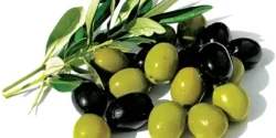 عوارض زیتون خیراندیش در طب سنتی برای مردان و زنان