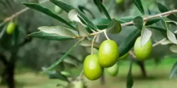 عوارض زیتون وحشی خیراندیش در طب سنتی برای مردان و زنان
