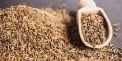 عوارض زیره کوهی خیراندیش در طب سنتی برای مردان و زنان
