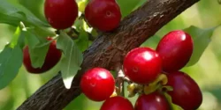 عوارض زغال اخته خیراندیش در طب سنتی برای مردان و زنان