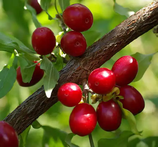 عوارض زغال اخته خیراندیش در طب سنتی برای مردان و زنان