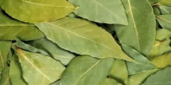 خواص برگ انبه برای مردان و زنان و پوست و مو و کبد چرب
