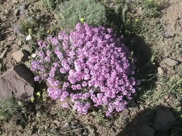 خواص چوغان برای مردان و زنان و پوست و مو و کبد چرب
