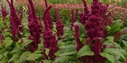 خواص تاج خروس برای مردان و زنان و پوست و مو و کبد چرب